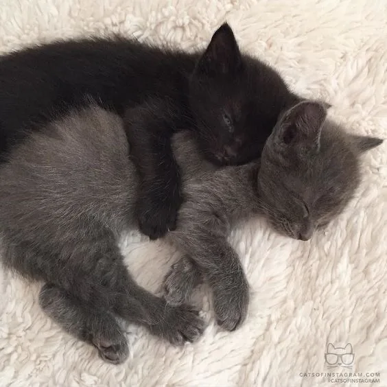 Two sleeping kittens, one black and one gray, are curled up together on a fluffy white blanket. The black kitten rests its…