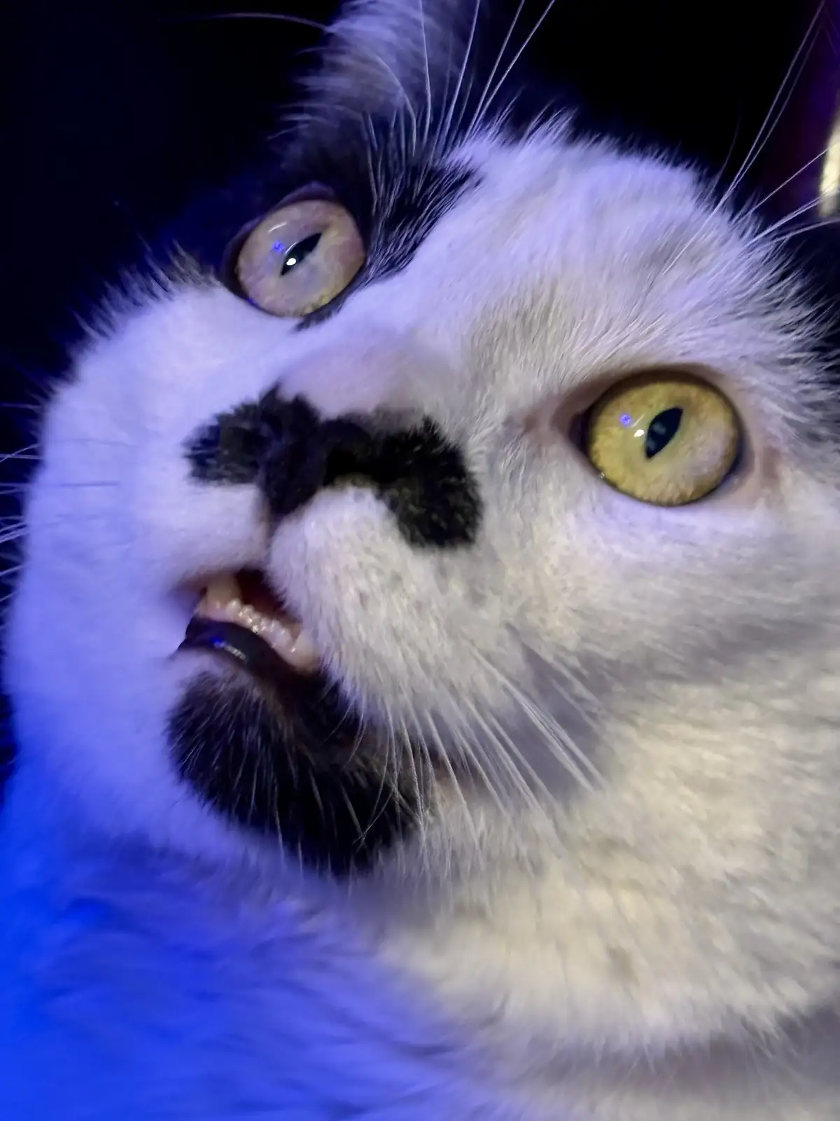 When I Discover Which Snowball Team I’m Stuck With...