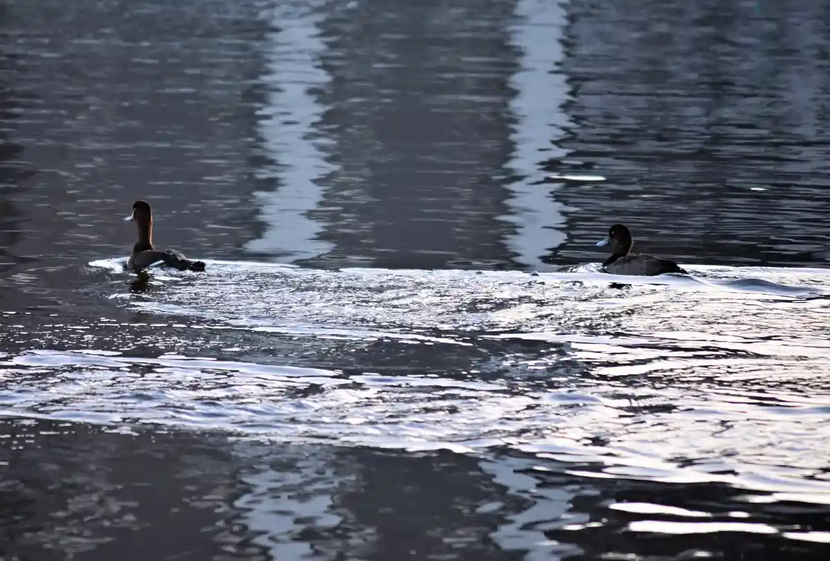 Two ducks are swimming in opposite directions on a calm, reflective body of water, creating ripples as they move. The…