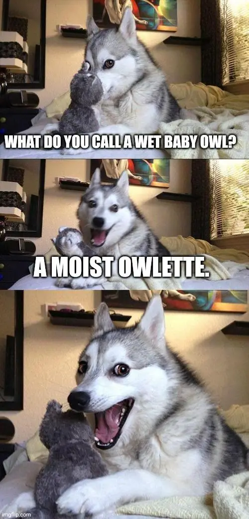 A three-panel meme featuring a husky dog holding a small grey stuffed owl. In the first panel, the dog looks at the camera…