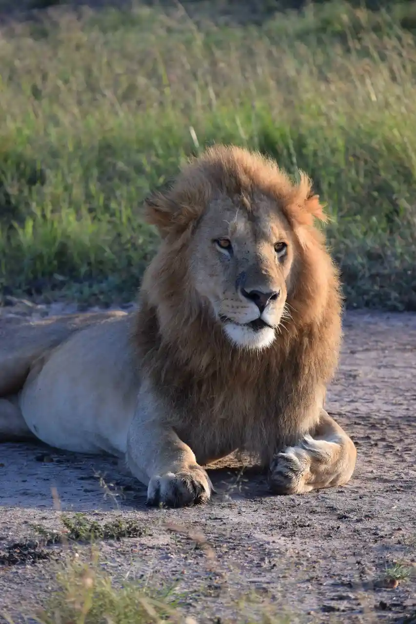 A male lion with a full mane is lying down on a dirt path, looking directly at the camera with a calm, slightly weary…