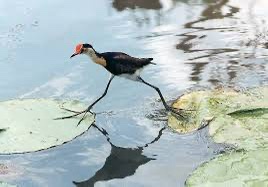 A bird with a red beak and black-and-white plumage stands on one leg in shallow water among lily pads, its reflection…