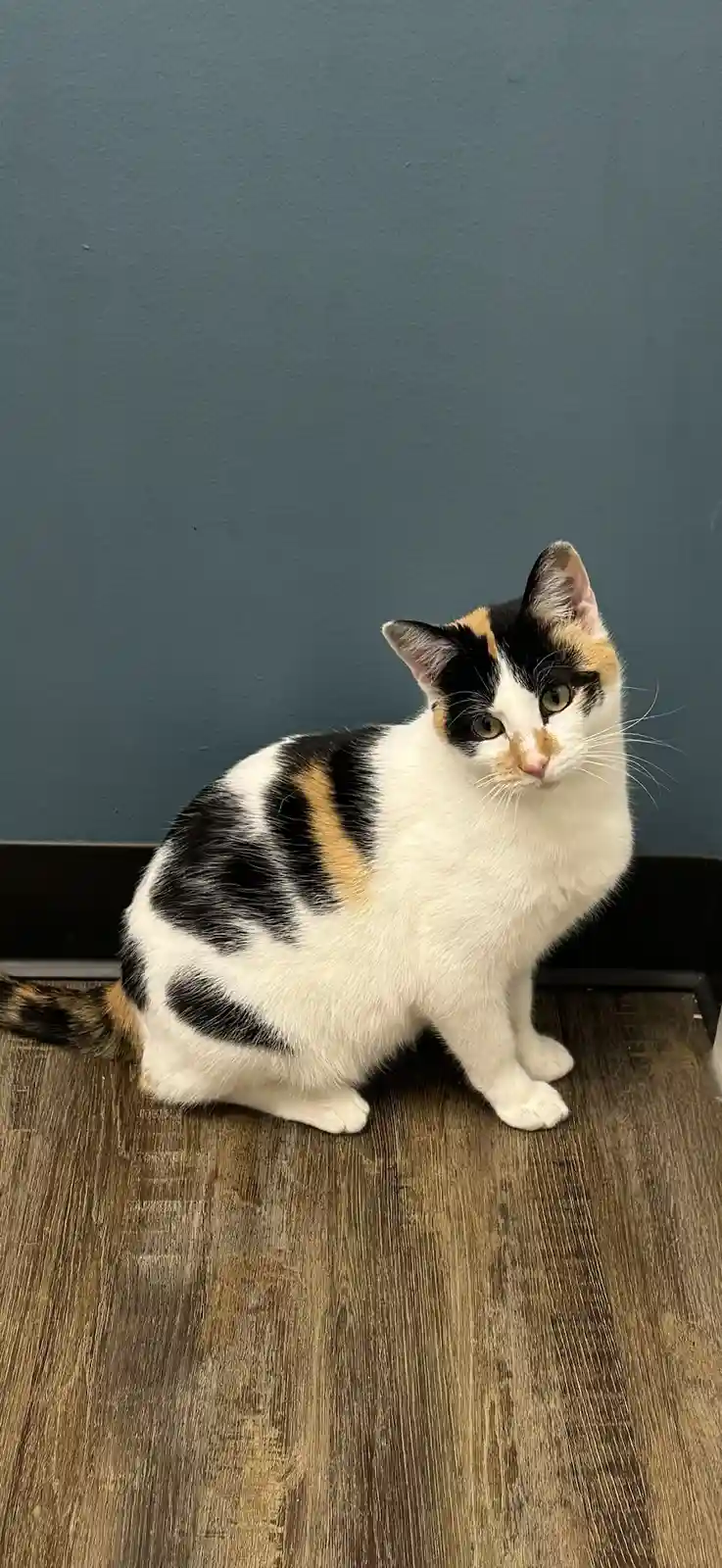 A calico cat with black, white, and orange patches sits on a wooden floor against a dark teal wall, looking directly at the…