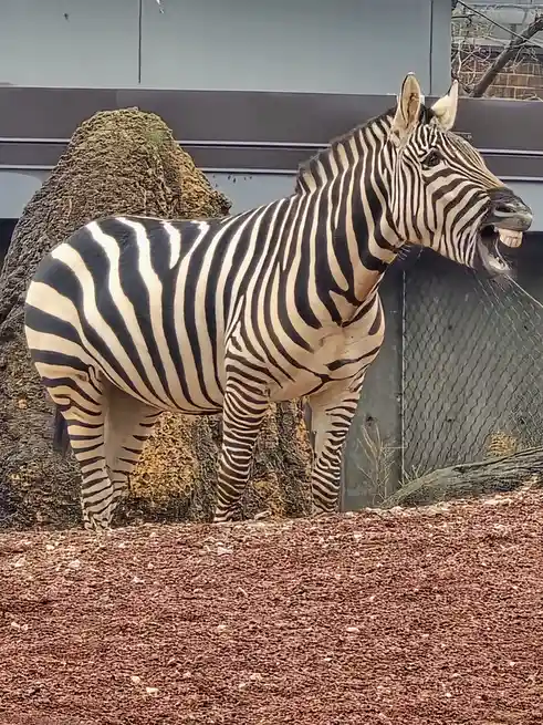 A zebra stands in an enclosure with its mouth wide open, revealing teeth, as if screaming. The background includes a large…