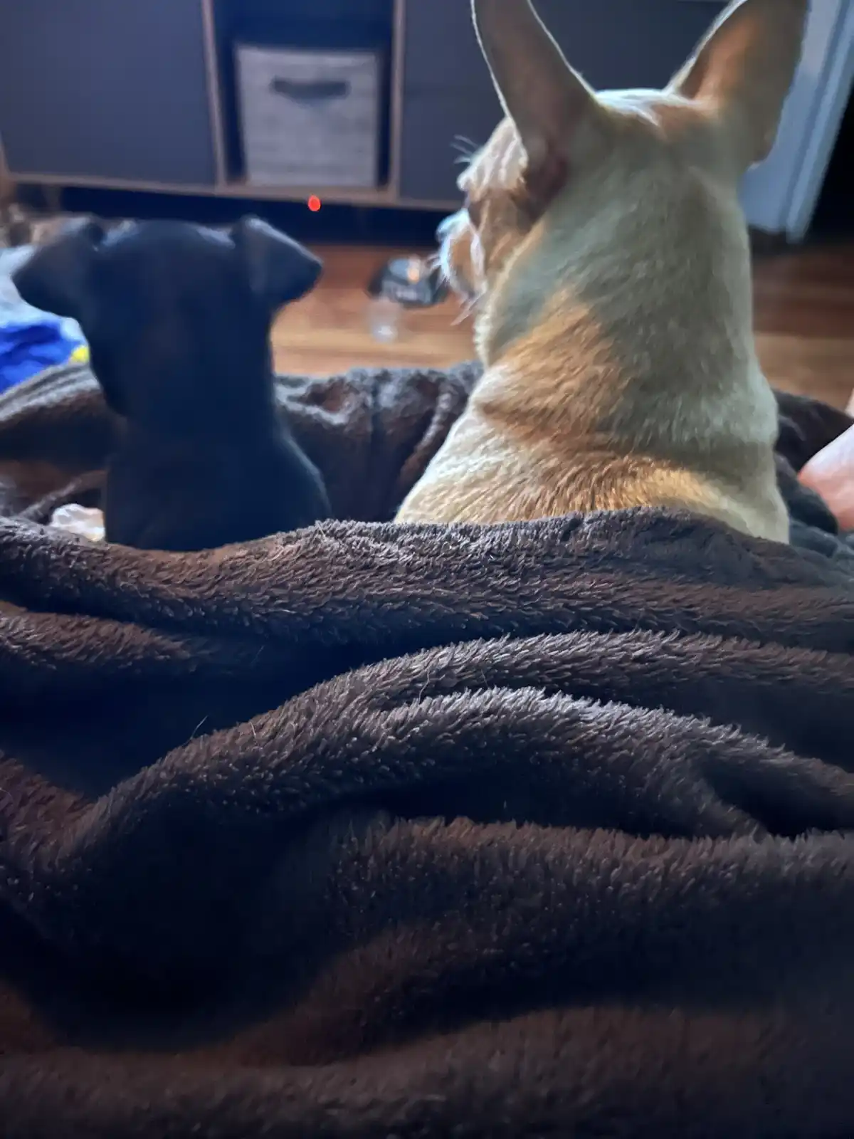 Two small dogs, one black and one light brown, sit on a dark brown fluffy blanket facing away from the camera, both intently…