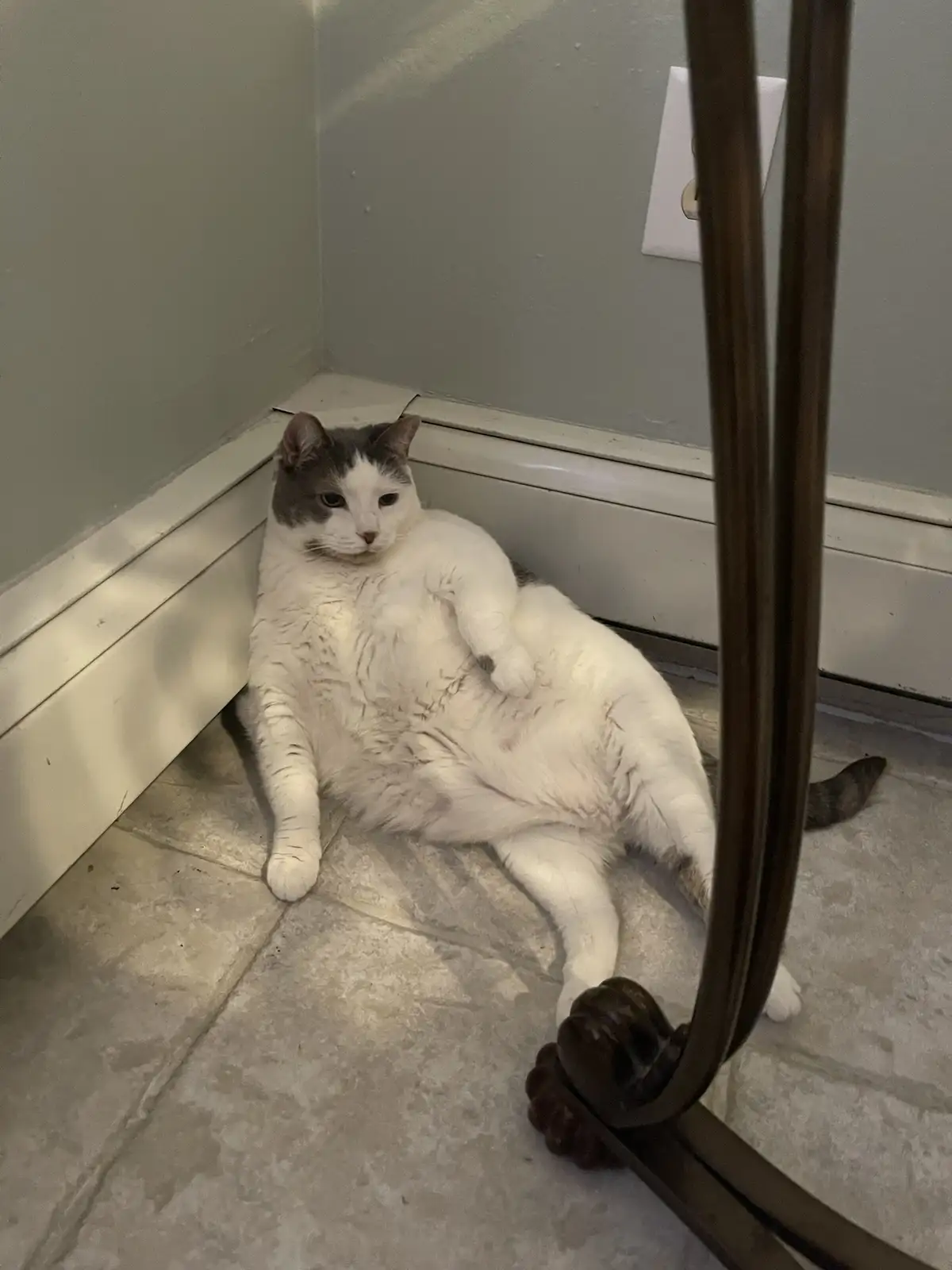 A plump, white and grey cat is lounging on a tiled floor in a corner, looking directly at the camera with a relaxed…
