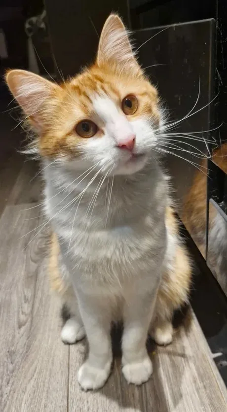 A fluffy orange and white cat sits upright on a wooden floor, looking upward with wide, innocent eyes. The cat has a white…