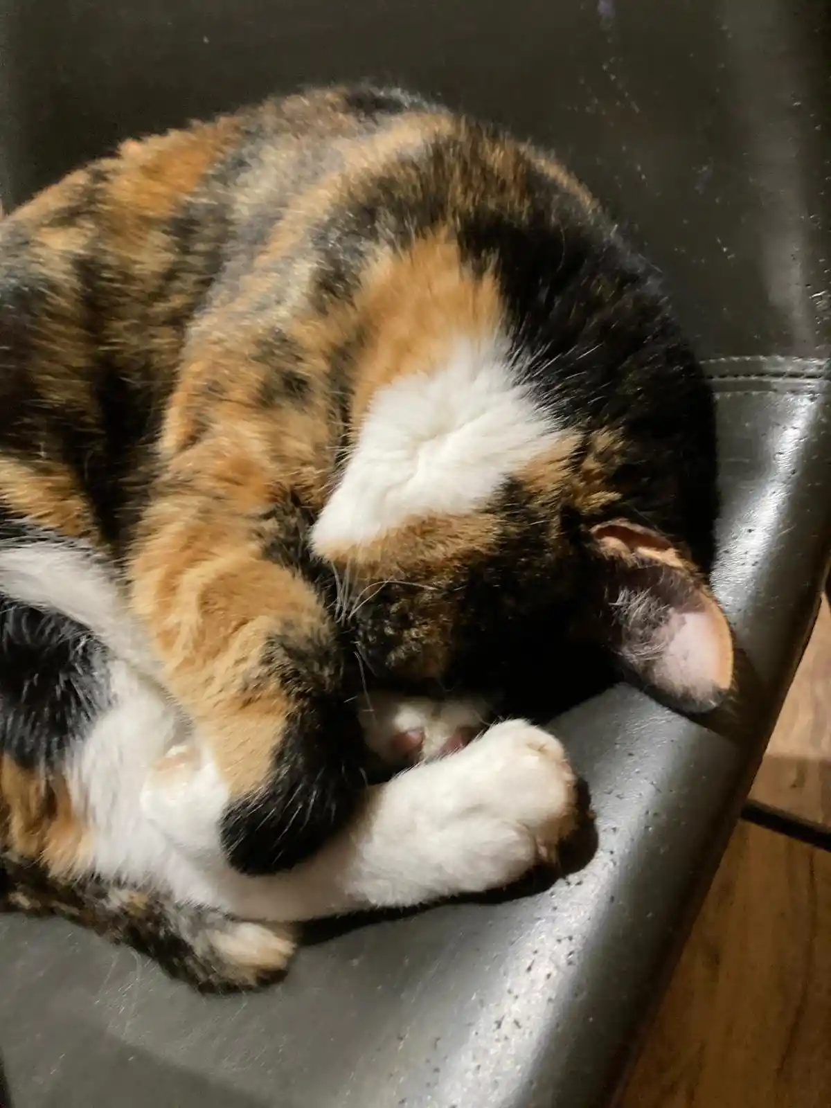 A calico cat with black, orange, and white fur is curled up asleep on a dark leather chair, its paws tucked close to its…
