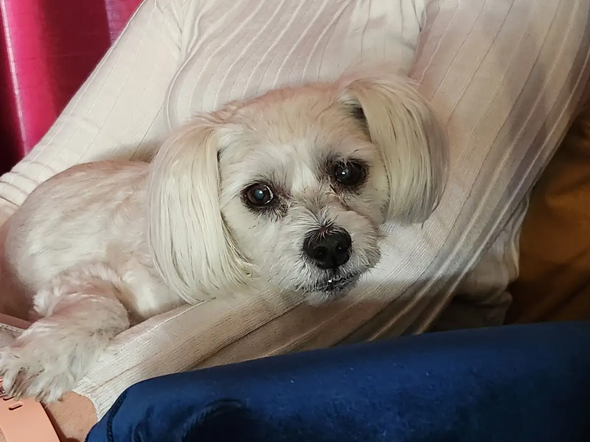 A small, fluffy white dog with long ears and dark eyes is lying on a light-colored striped couch, looking directly at the…