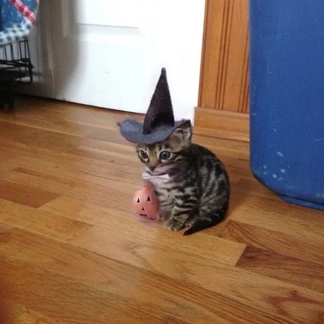A small tabby kitten wearing a black witch's hat sits on a wooden floor next to a small orange pumpkin with a carved face…