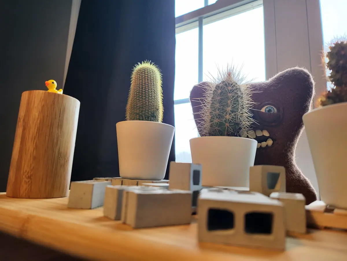 A close-up photo shows several potted cacti on a wooden shelf near a window. One cactus in a white pot has been humorously…