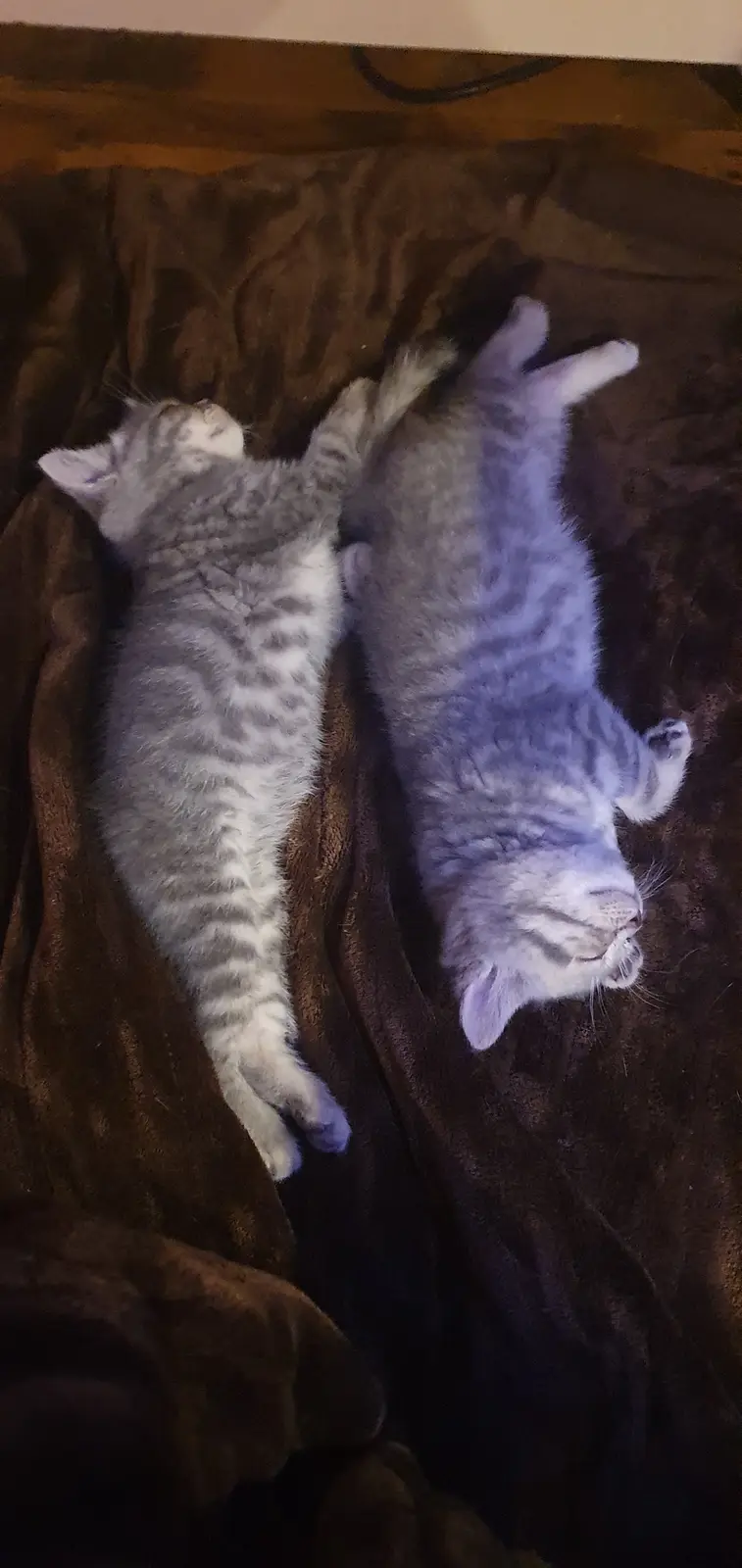 Adorable Kittens: The Cutest Furry Companions