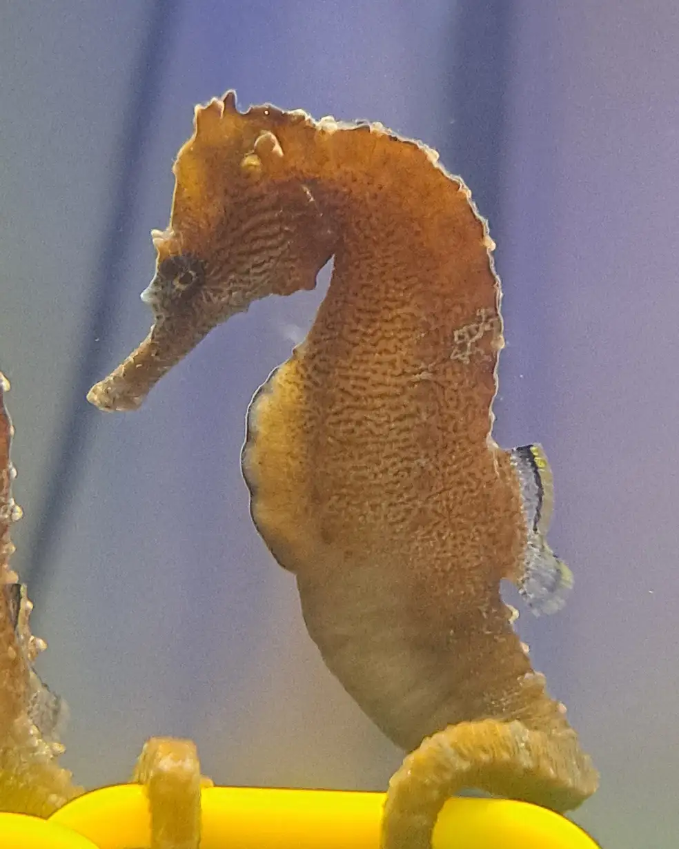 A close-up photo of a brown seahorse with a textured body and curled tail, clinging to a bright yellow plastic structure…