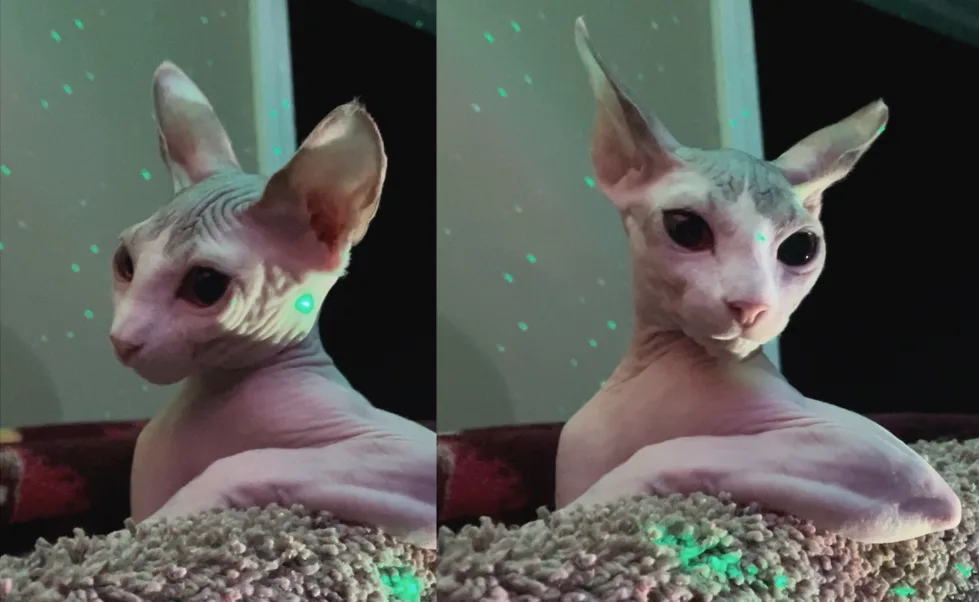 My Kitten's Shirtless Truck Driver Vibe is Too Much to Handle