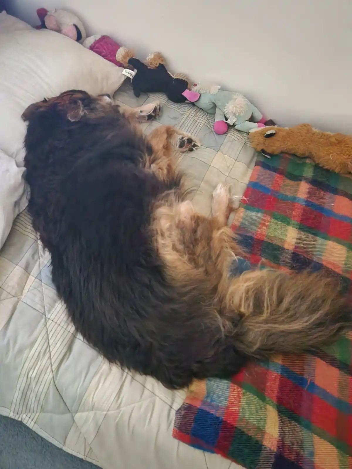 A large, fluffy dog with black and tan fur is curled up sleeping on a bed with a white pillow and a colorful plaid blanket…