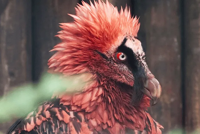 A close-up of a bird with reddish-orange spiky feathers, a black facial mask, and a red eye, looking sideways. The overlaid…