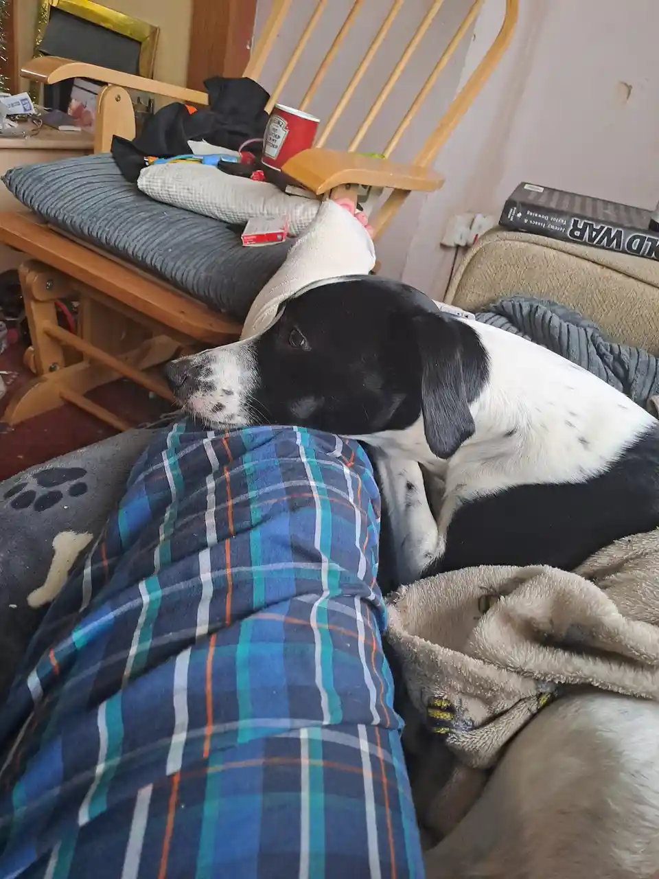 My Loyal Puppy Watching Over Me