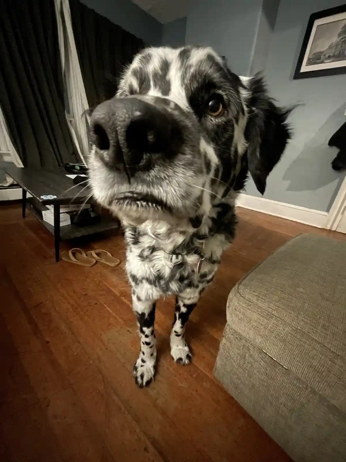 A black and white spotted dog stands on a wooden floor in a living room, looking directly at the camera with one eye visible…