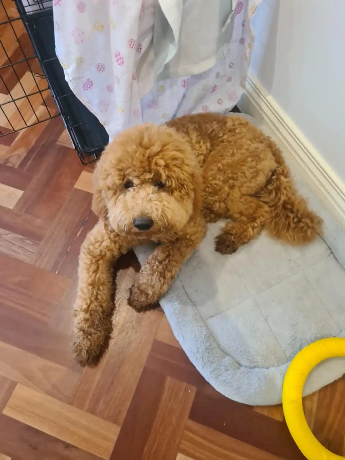 A fluffy, light brown poodle-like dog lies on a light blue dog bed on a wooden floor, looking directly at the camera with a…