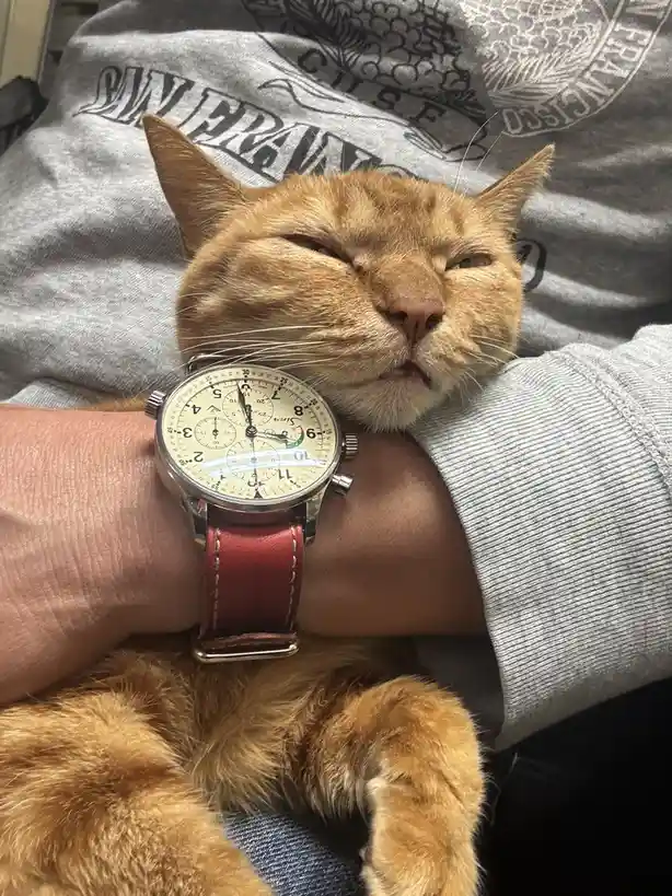 An orange tabby cat is sleeping peacefully with its head resting on a person's wrist, which is wearing a large, detailed…
