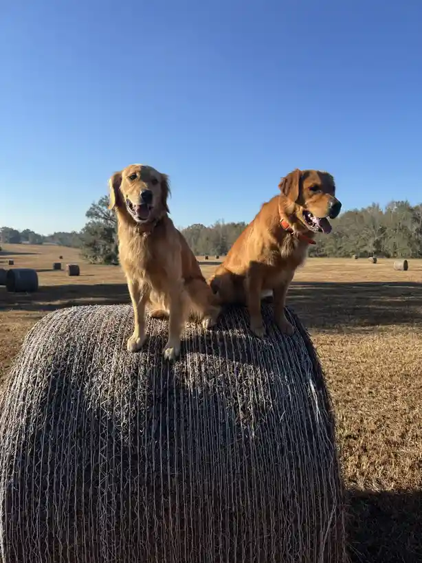 Two golden retrievers sit atop a large, wrapped hay bale in a field under a clear blue sky, with more hay bales scattered in…
