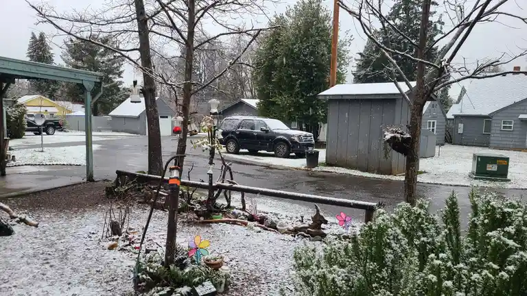 A snowy suburban yard with bare trees, a black SUV parked nearby, and colorful garden decorations like pinwheels covered in…