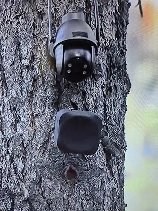 A security camera and a square-shaped device are mounted on a tree trunk, with the camera positioned above the square…