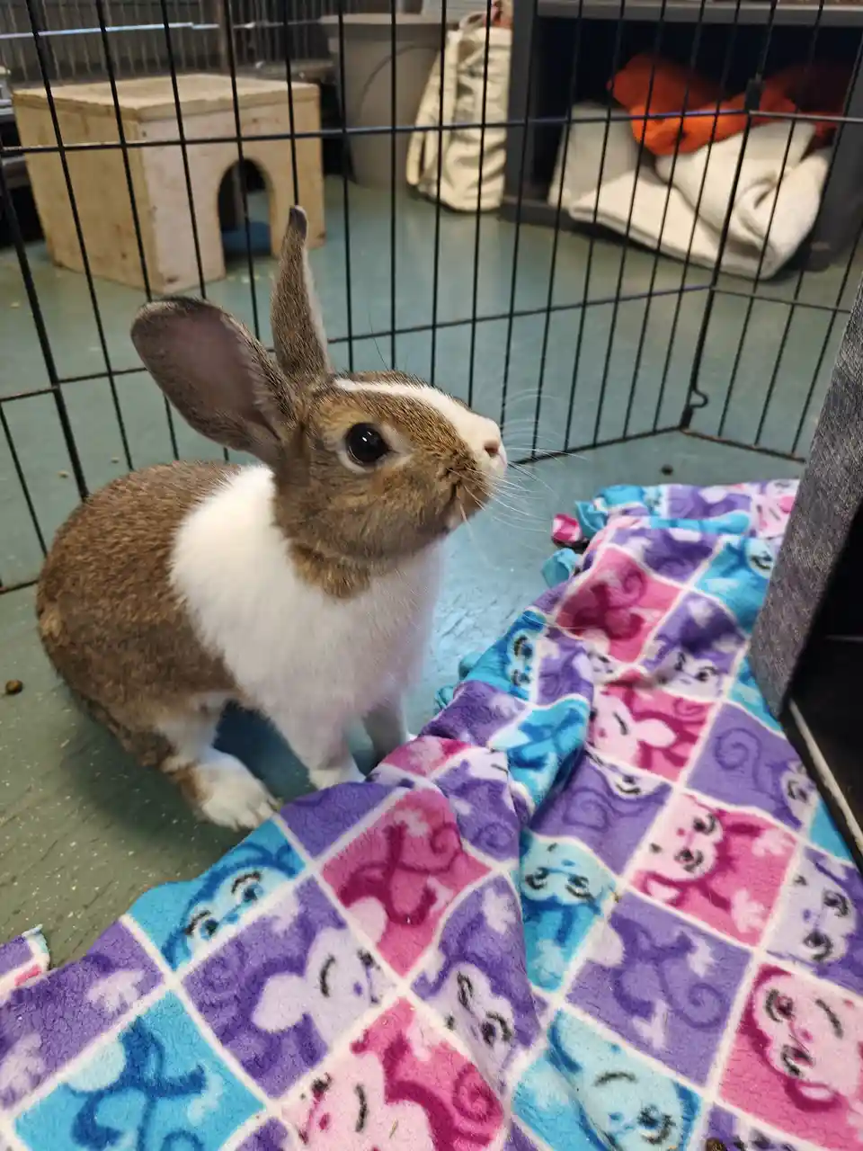 A brown and white rabbit sits inside a black wire cage on a green floor, looking upward with large ears perked. In front of…