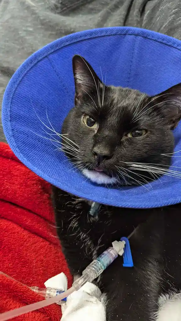 A black cat with a white patch on its chest wears a blue cone collar and has an IV line taped to its front leg, resting on a…