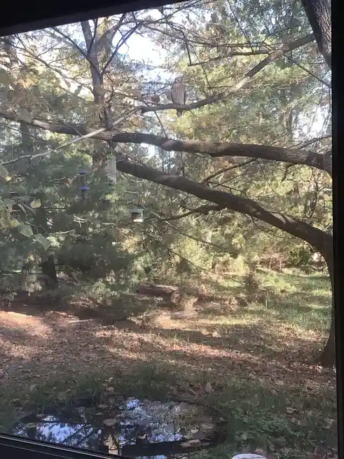A photo taken through a screen door shows a bird perched on a tree branch near bird feeders. The overlaid text reads 'i'm…