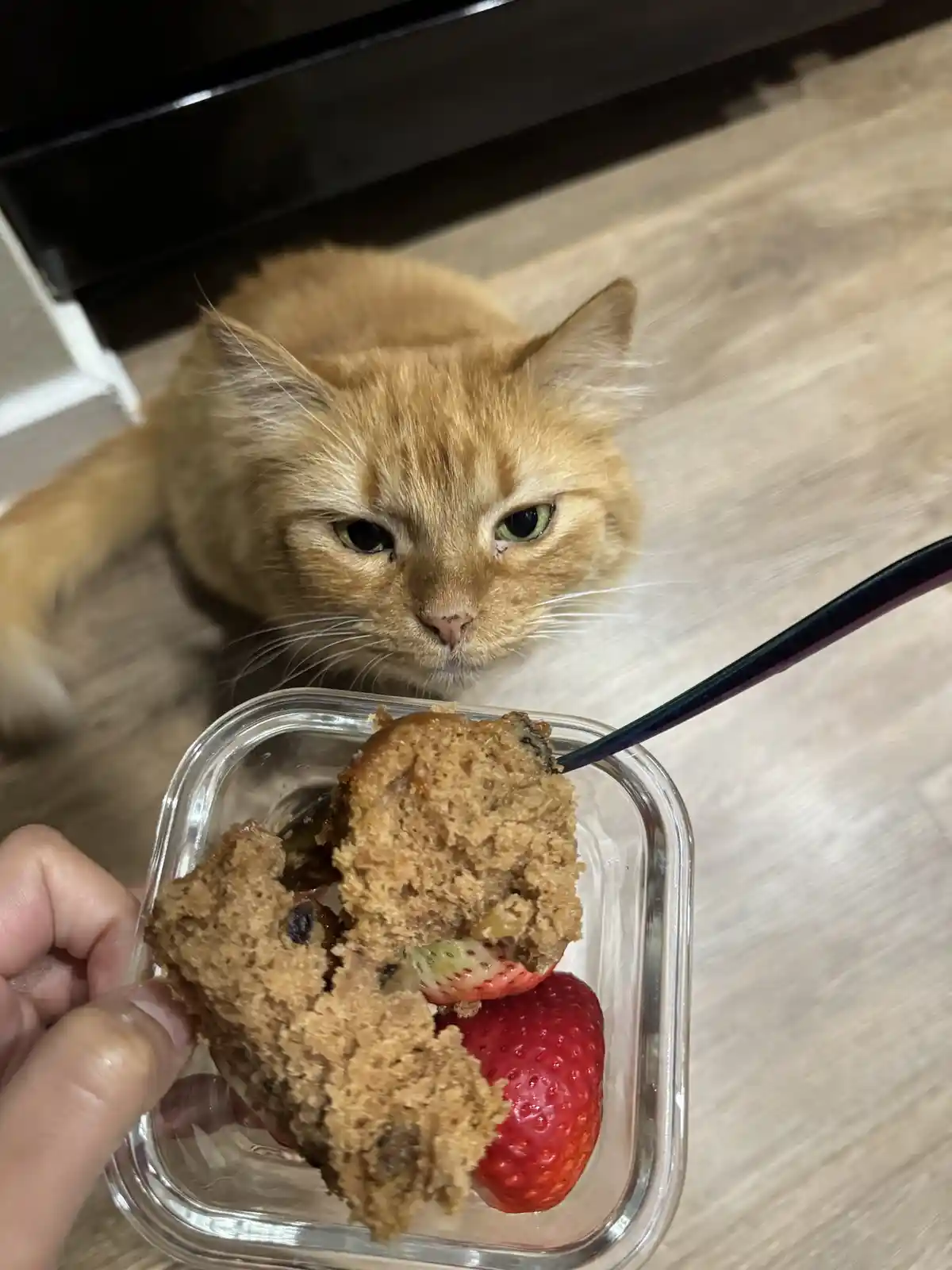 A close-up photo shows a ginger cat with a stern, unimpressed expression staring intently at a glass container held by a…