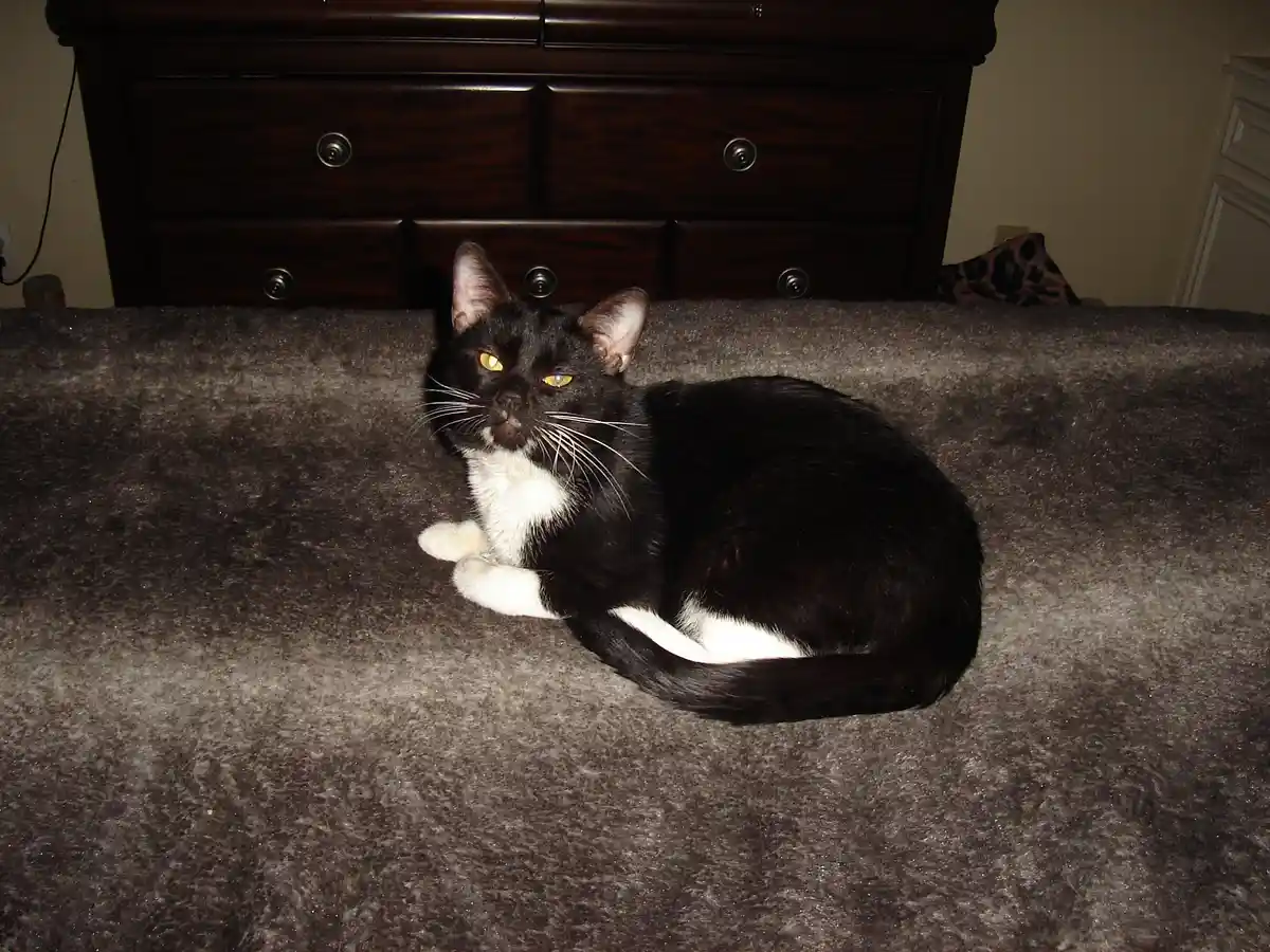 A black and white cat with glowing yellow eyes sits curled on a gray carpet in front of a dark wooden dresser. The cat…