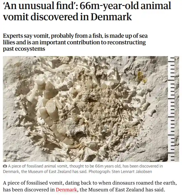 A news article screenshot shows a fossilized, beige, lumpy mass embedded in rock, identified as 66-million-year-old animal…