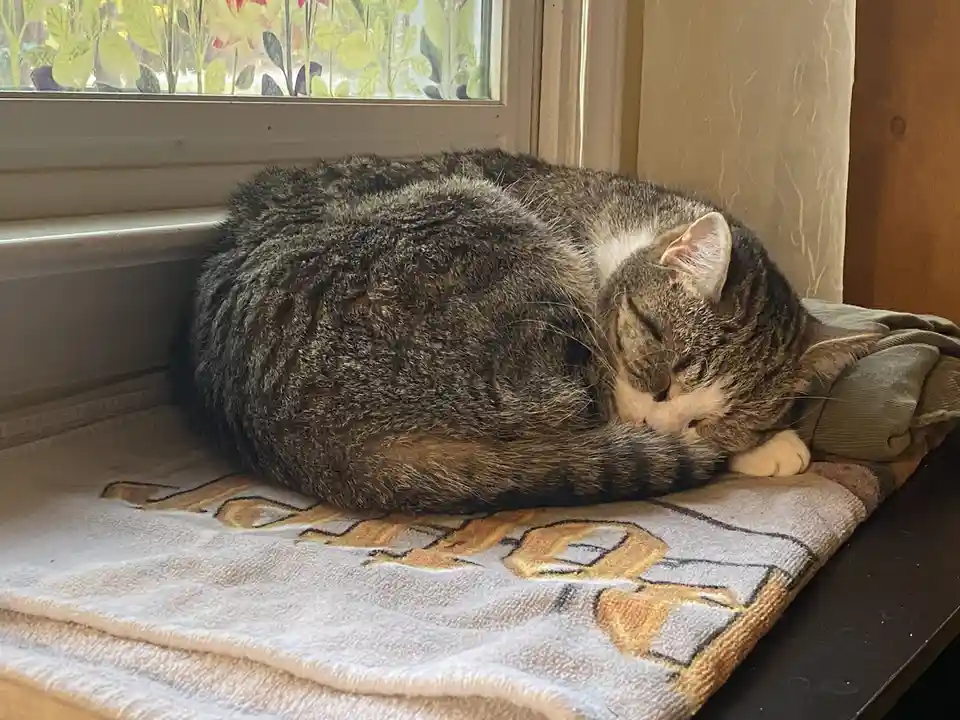 The Sleepy Cat Chronicles