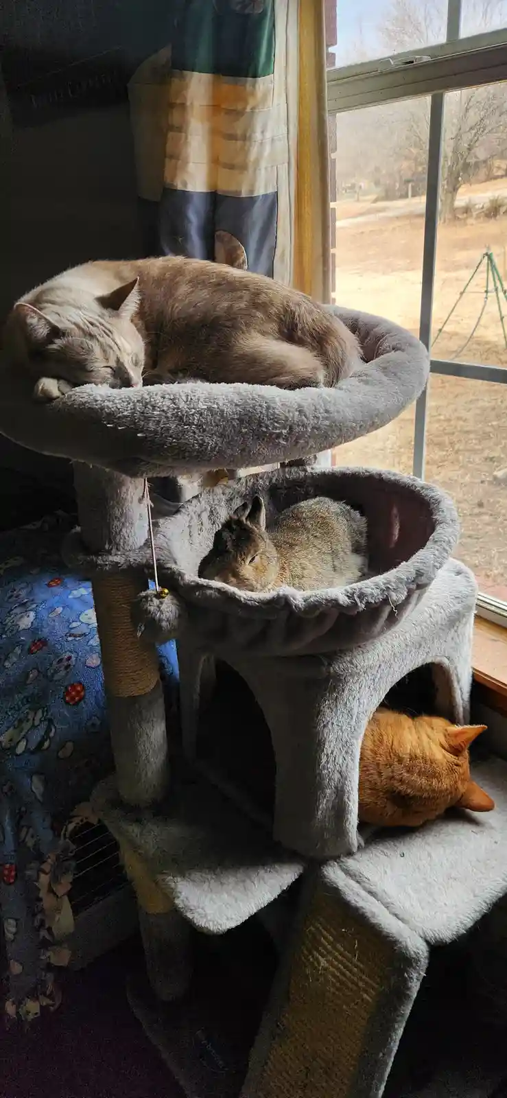 Embracing the Chill of a Lazy Sunday