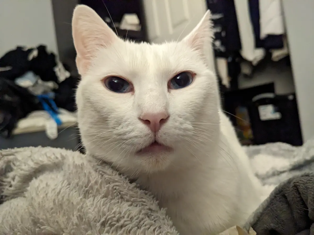 A close-up photo of a white cat with large, dark eyes and a slightly downturned mouth, looking directly at the camera with a…