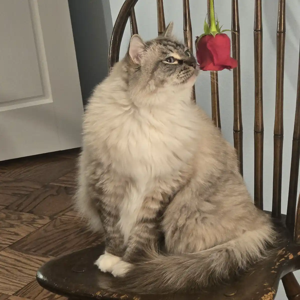 A fluffy, long-haired grey tabby cat sits upright on a dark wooden chair with a distressed finish, looking up at a single…