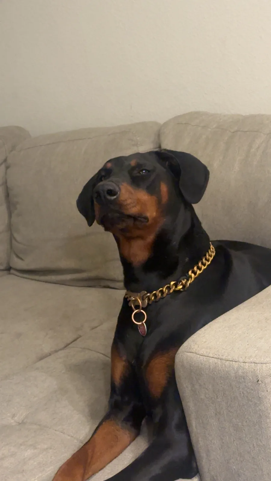 A black and tan Doberman Pinscher sits calmly on a beige couch, wearing a thick gold chain collar with a tag. The dog looks…