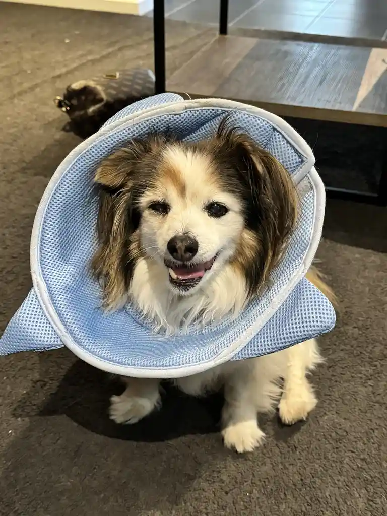 A small, fluffy dog with brown and white fur sits on a gray carpet wearing a light blue mesh cone collar that has been…