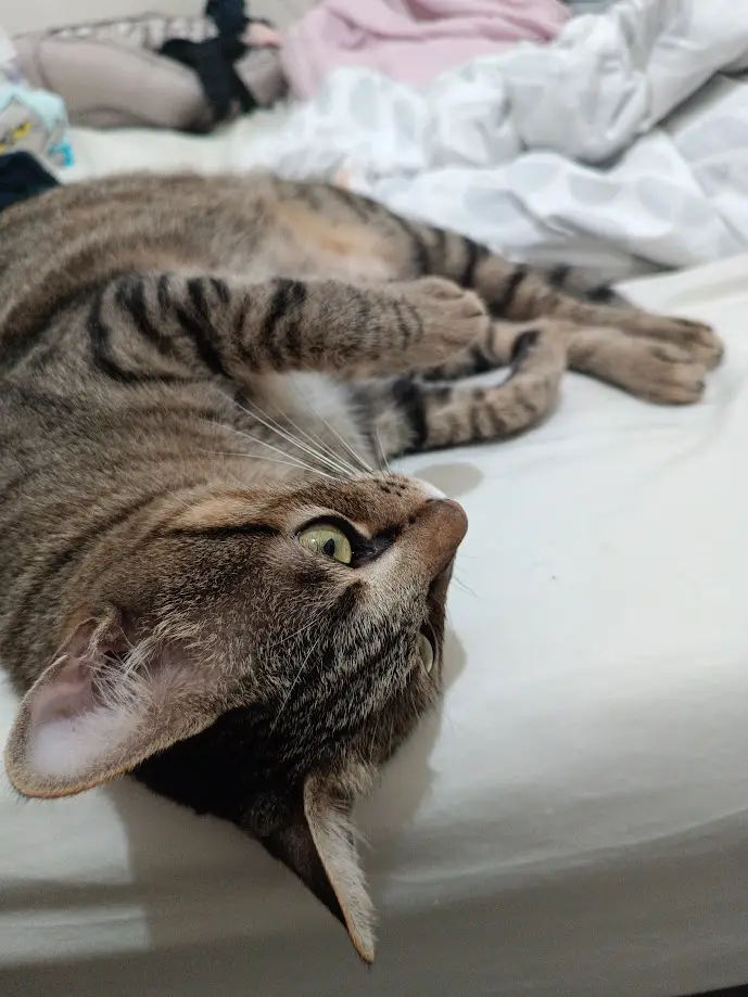 Just a cat being a cat