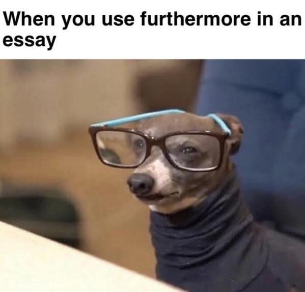 A small dog, resembling an Italian Greyhound, wears oversized dark-rimmed glasses and a black turtleneck sweater, looking…