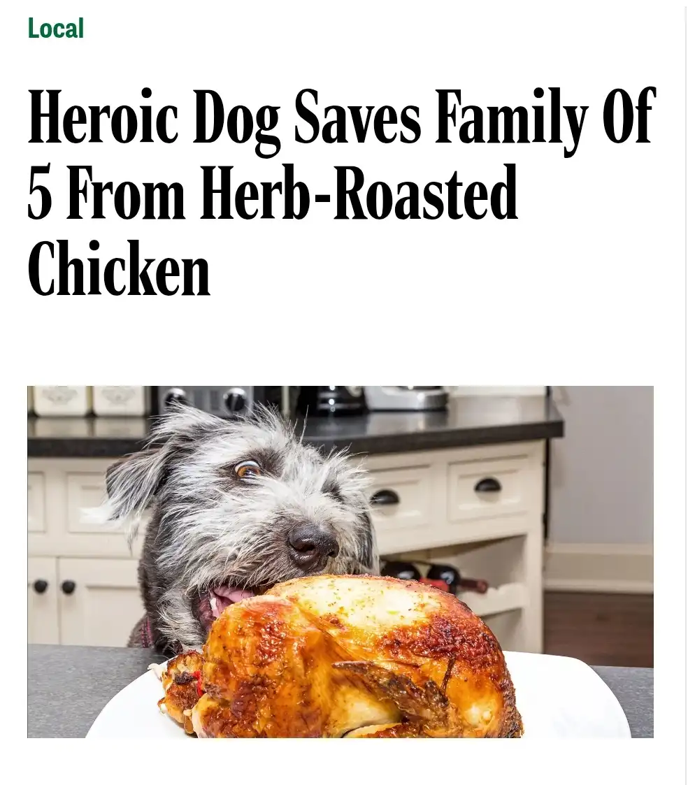 A fluffy, scruffy dog with wide eyes stares intently at a whole herb-roasted chicken on a white plate, positioned as if it's…