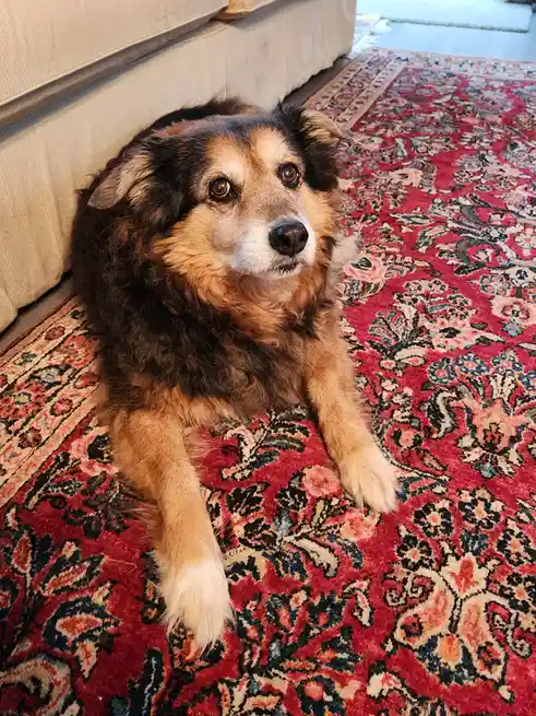 Peanut the Dog's Daily Adventures - Day 1546