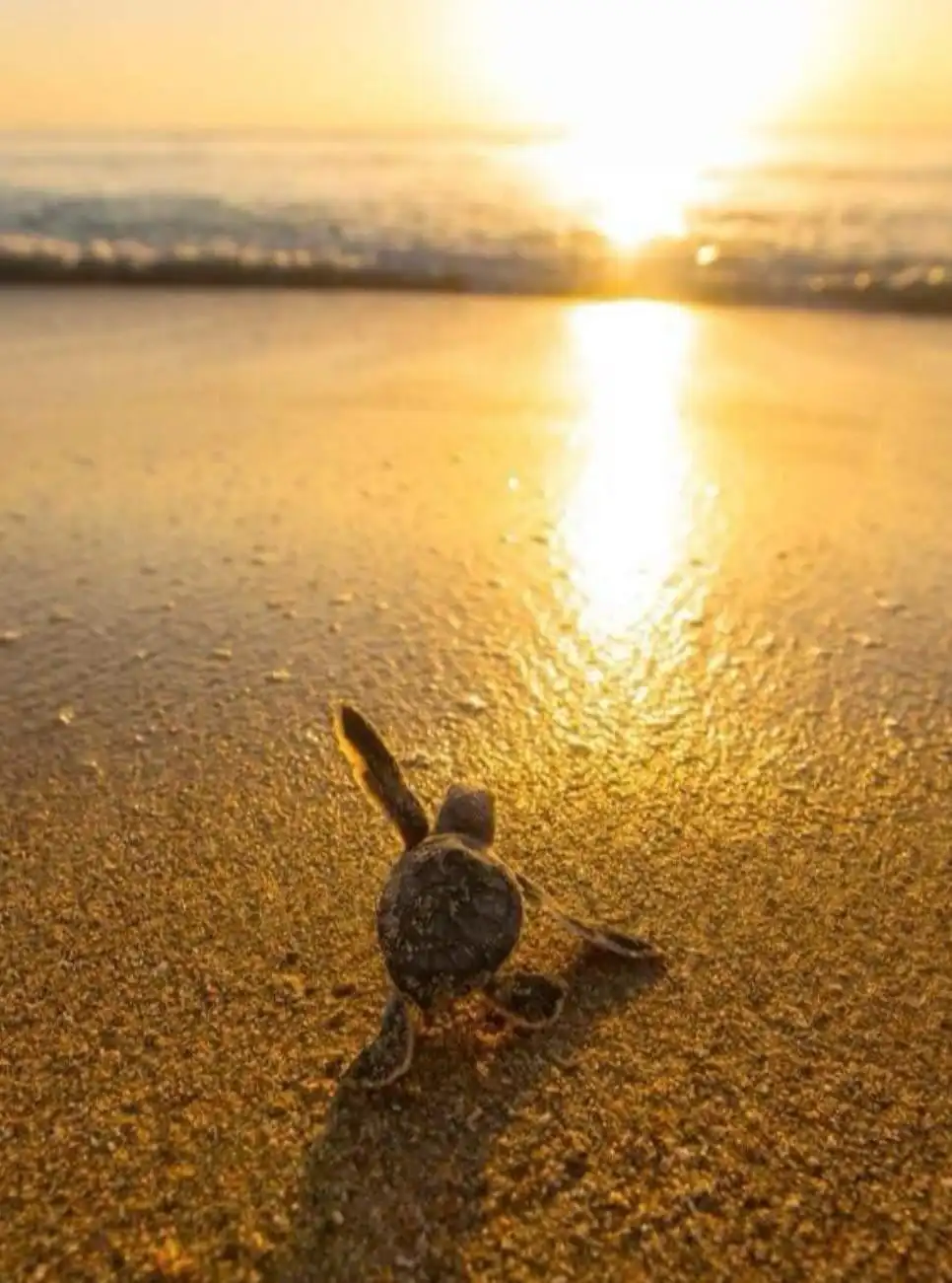 A tiny baby sea turtle crawls across wet sand toward the ocean at sunset, with the sun's reflection creating a golden path…