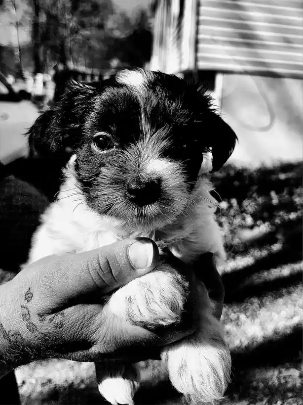 A black and white photo shows a small, fluffy puppy with black and white fur being held gently in a person's hand. The puppy…
