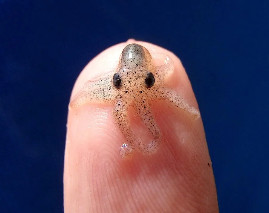 A tiny, translucent baby octopus with dark spots and large eyes rests on the tip of a human finger against a solid blue…