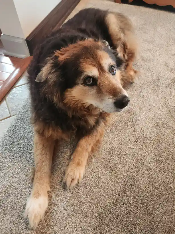 A fluffy brown and black dog with soulful eyes lies on a beige carpet, looking up with a tired, resigned expression. The…