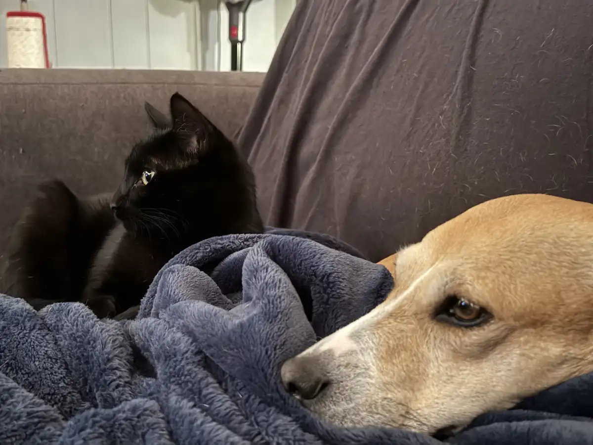 A black cat sits alertly on a brown couch, looking sideways at a tan dog resting its head on a blue blanket. The dog appears…