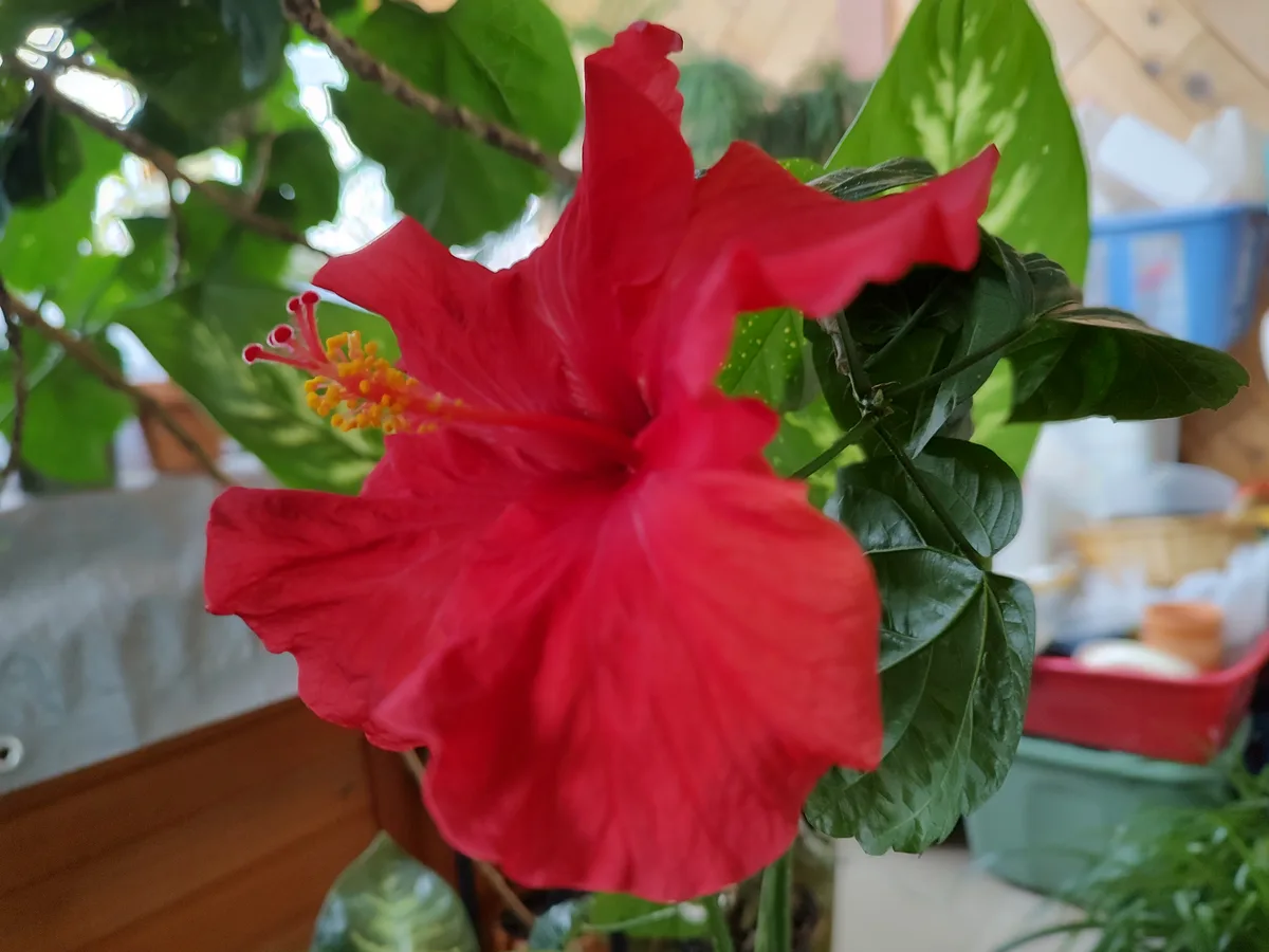 A close-up photo of a vibrant red hibiscus flower with yellow stamens, surrounded by lush green leaves, with the overlaid…