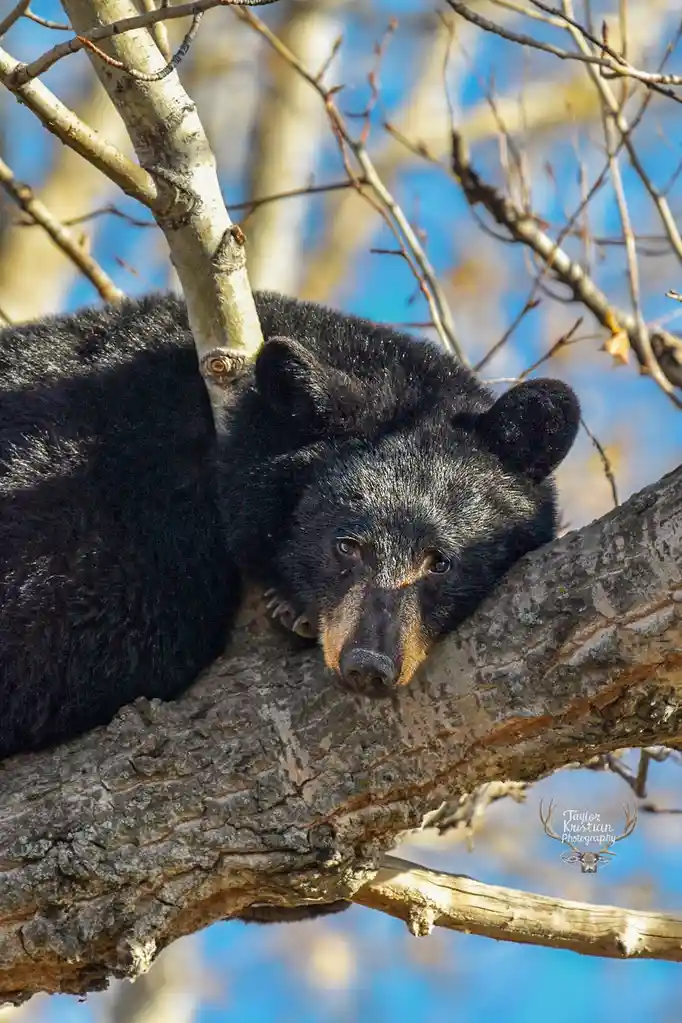 A black bear with a brown snout is resting its head on a thick tree branch, looking directly at the camera with a calm…